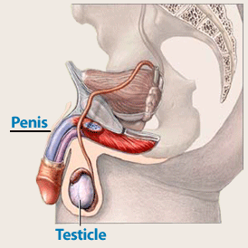 Penis Anatomy